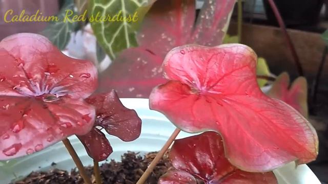 Caladium Red Stardust