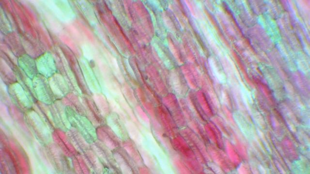 Gerbera Daisy Petal (Gerbera Jamesonii)