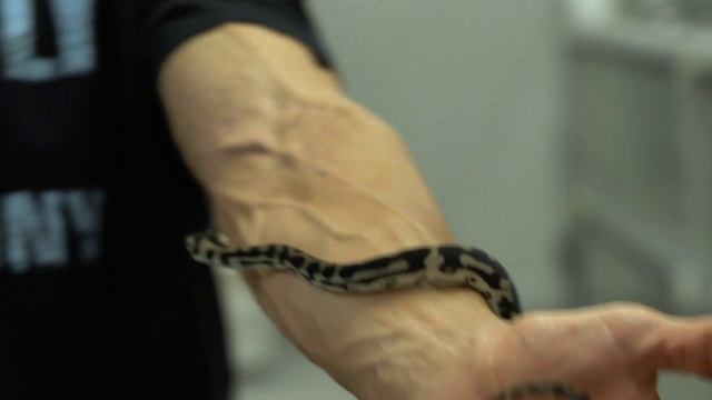 Why Carpet Pythons Change Color: August 13, 2019 смотреть онлайн