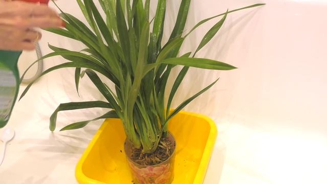 Цимбидиум. Обработка, пересадка. Грунт для цимбидиума. смотреть онлайн