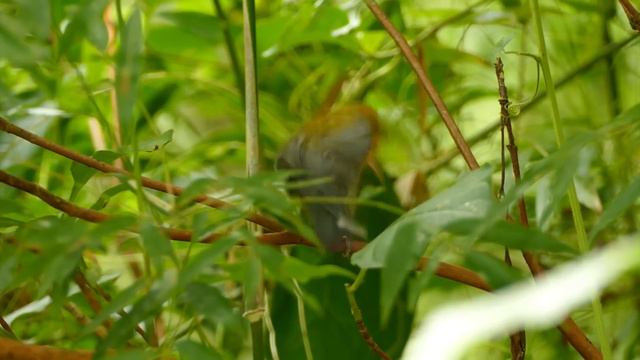 Birds Chirping - Birdsong Helps Reduce Stress, Fatigue, Depression, Negativity, Detox Negative смотреть онлайн