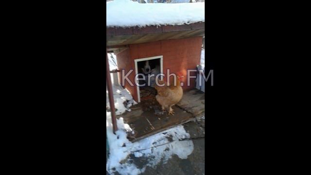 В Керчи живет курица хозяйка смотреть онлайн