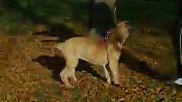 Great Dane-2.5m-park смотреть онлайн