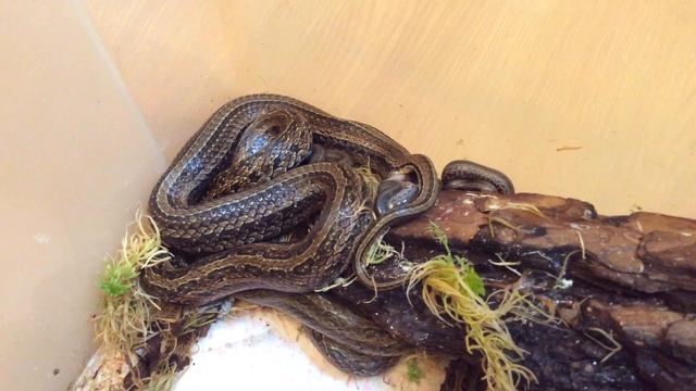 Oocatochus rufodorsatus (Красноспинный полоз). Живорождение (Viviparity). Part 1. смотреть онлайн