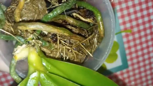 Мини орхидея , погибает( атаковала какая -то живность. смотреть онлайн