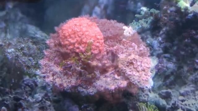 Berdon 510 l reef aquarium смотреть онлайн