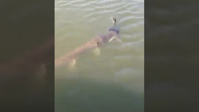 Огромный Сом утащил утку 🐟 смотреть онлайн