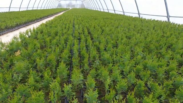 Туи в Р-9 оптом смотреть онлайн