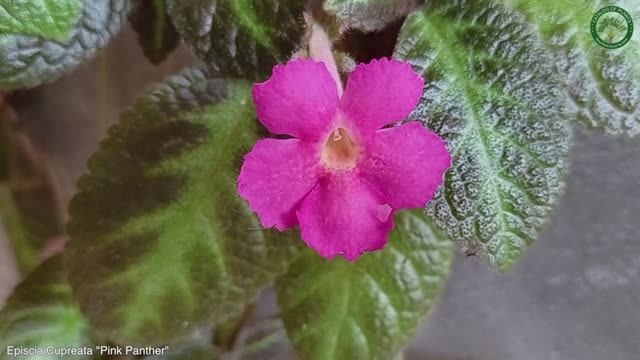 Episcia Cupreata 