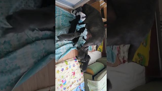 Кане Корсо от 0 до 2,5 месяца смотреть онлайн