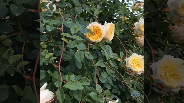 Обзор розария с названиями сортов роз! смотреть онлайн