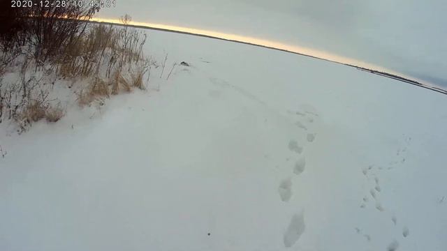 Эстонская гончая Афина. Предновогодняя охота по глубокому снегу. 28.12.2020 г. смотреть онлайн