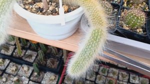 Обзор на мои хильдевинтеры(обезьяньи хвосты).Астрофитум сгнил.Kakteen.