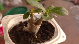 адениум результат сращивания и новый эксперимент