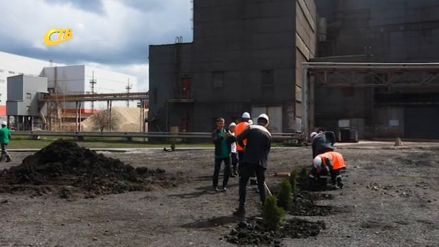 РАБОТНИКИ МГОКА ПОСАДИЛИ ТУИ И ЕЛИ смотреть онлайн