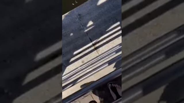 Утята учатся прыгать с высоты смотреть онлайн