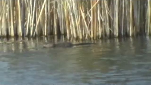 Muskrat смотреть онлайн