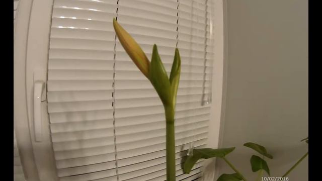 Рассвет и увядание Амариллиса. смотреть онлайн