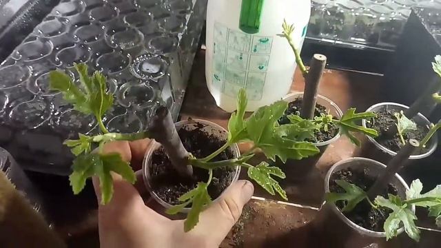укоренение инжира продолжение , вегитация. смотреть онлайн
