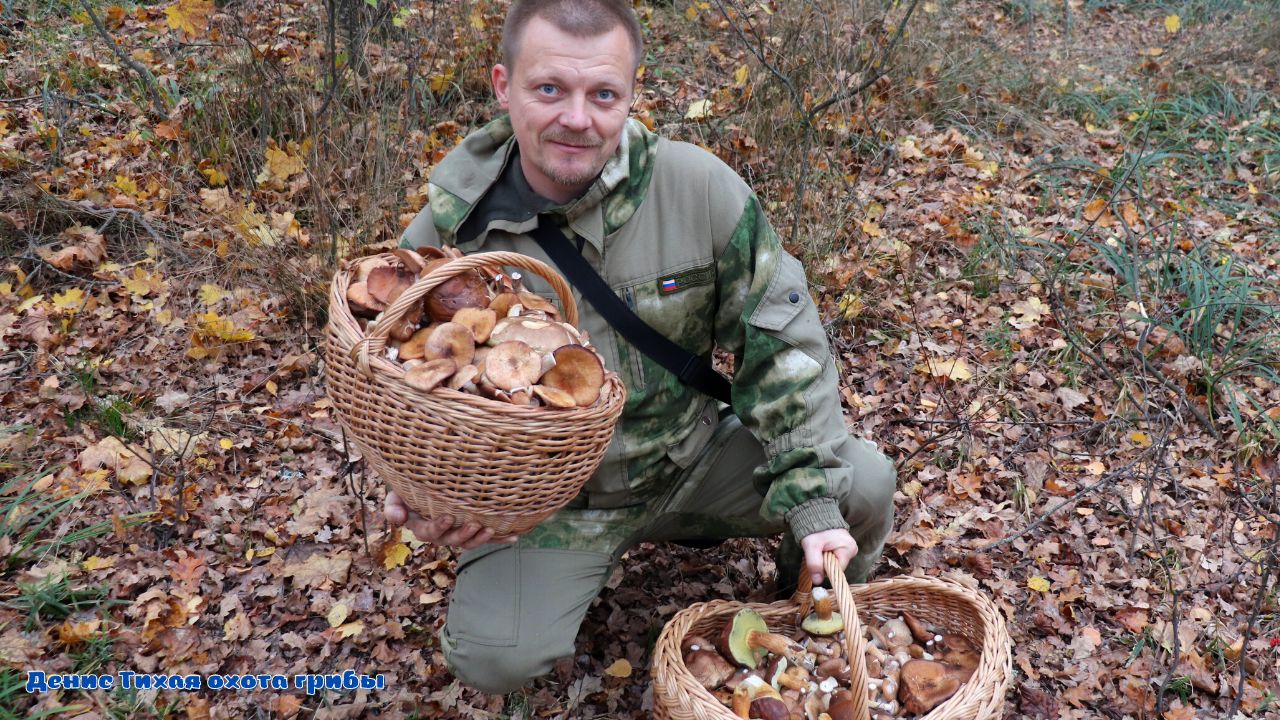 За грибами в Усманский бор | польские, опята и белые грибы смотреть онлайн