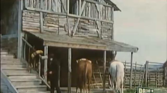 Животное, которое зовут человек. смотреть онлайн