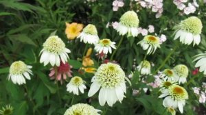 22 08 17г  Мои эхинацеи в августе