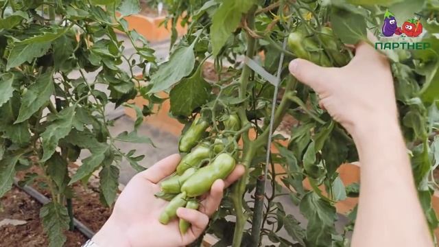 Самый Популярный сорт томата - Банановые ноги! смотреть онлайн
