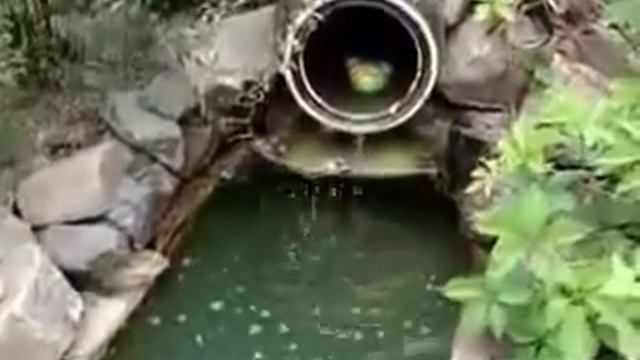 Пруд на даче из старой ванны смотреть онлайн