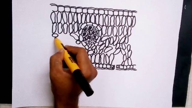 How to draw TS of leaf.simple step by step easy methods Drawings. смотреть онлайн