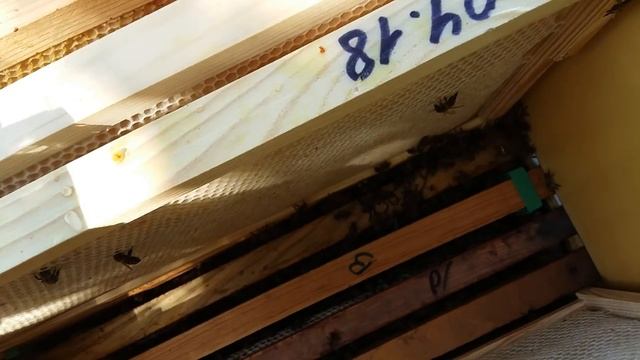 Украинская Степная на акации, Заселяю Улей-Нуклеус из ППС смотреть онлайн