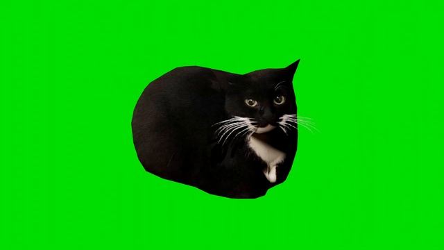 Maxwell The Cat Dancing Green Screen | 4K 60 FPS смотреть онлайн