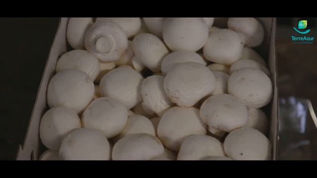 Didier MOTTE - Nord смотреть онлайн