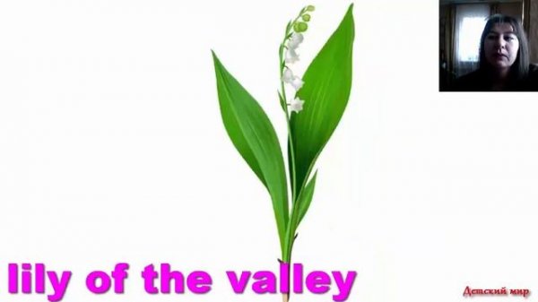 Learn flowers in English. Учим названия цветов на английском языке #flowers