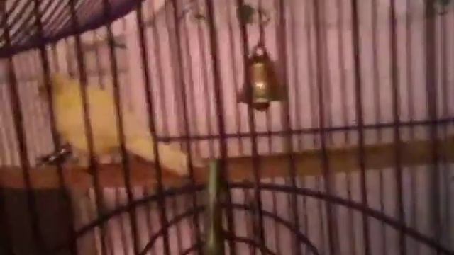 маленький танцор смотреть онлайн