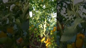 Томат ФИНИК ЖЕЛТЫЙ.