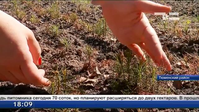 Будущие лесничие практикуются в выращивании сосен смотреть онлайн