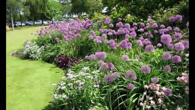 готовые схемы клумб и цветников смотреть онлайн