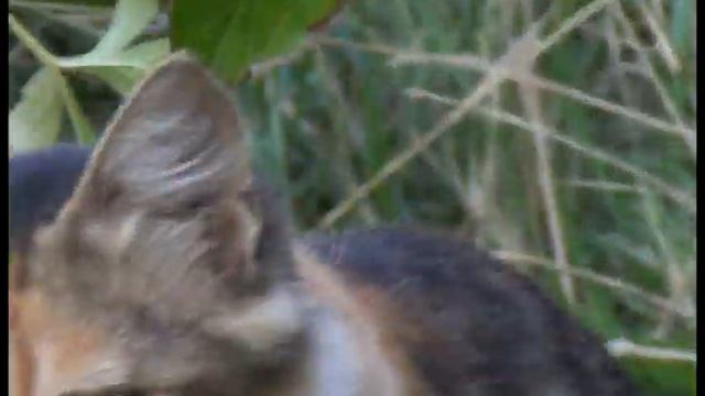 Дача-5. Кошки смотреть онлайн