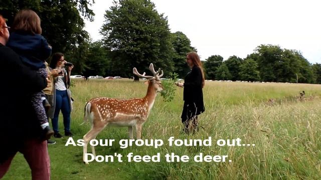 Phoenix Park and Dublin Zoo смотреть онлайн