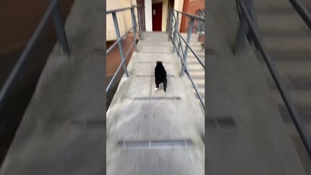 догонялки ахахазаз смотреть онлайн