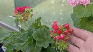 ПЕЛАРГОНИЯ ПРИНЦЕССА ФИЛИППА  И ДРУГИЕ... // ВАЦАП ДЛЯ ЗАКАЗА 8-915-245-81-59 ПИСЬМЕННО