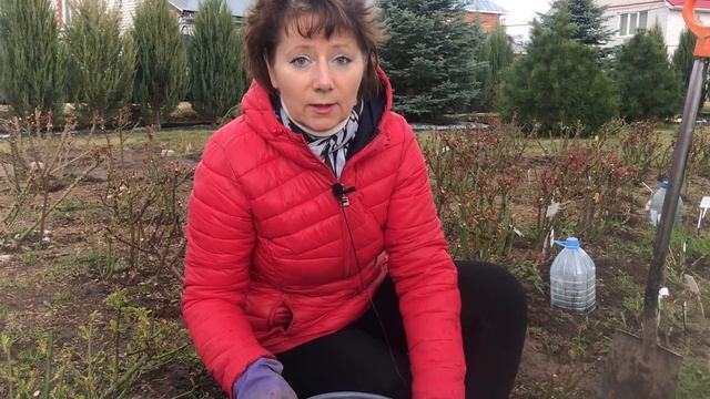 Как сажать Розы? Способ №2 все правила посадки. Питомник Иващенко. смотреть онлайн