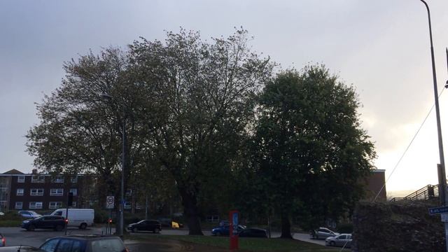 Silver maple (Acer saccharinum) - trees in the rain - November 2017 смотреть онлайн