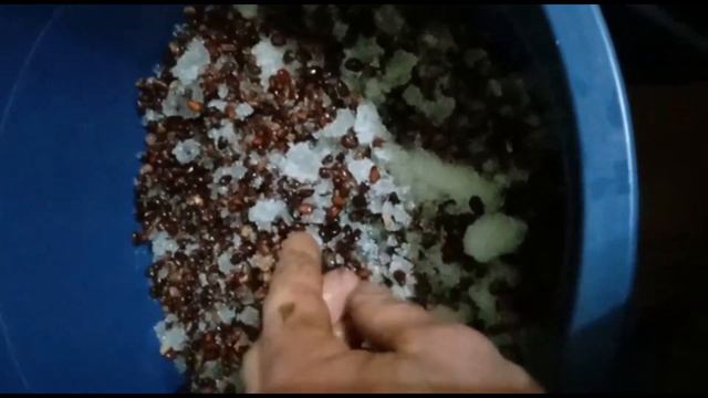 Стратификация семенного материала кедра. Часть 4 #кедр #лес #СадимЛес смотреть онлайн