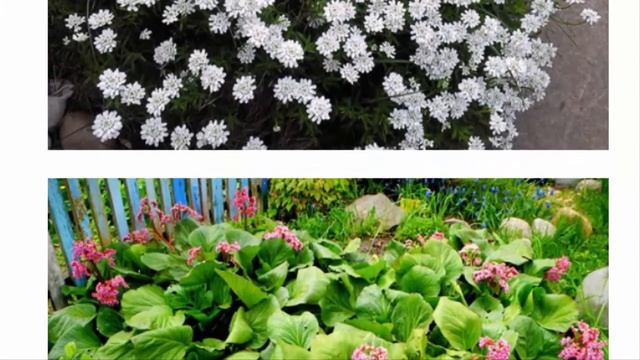 Растения для рокариев – рекомендуемые виды и правила подбора композиций смотреть онлайн