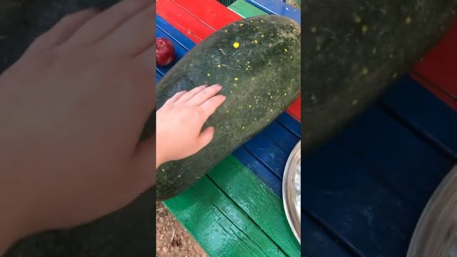 Вот такого гиганта вырастили, скоро выложу видео. А пока делайте ставки, сколько килограмм? #арбуз