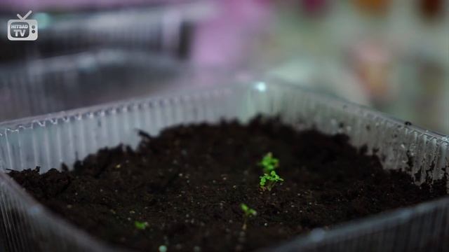 САЛЬВИЯ ? Сажаем сальвию вместе с HitsadTV ? Как вырастить цветы -Мастер-класс