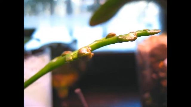 Чудесный день и немножко орхидейных новостей))) смотреть онлайн