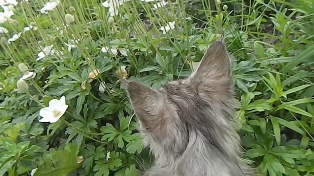 серо- мраморная девочка мейн -кун смотреть онлайн