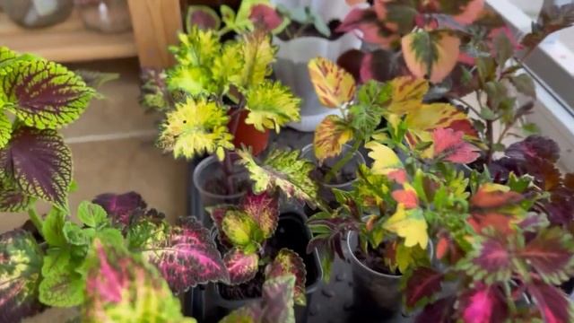 Мои колеусы, как они выглядят сейчас? смотреть онлайн